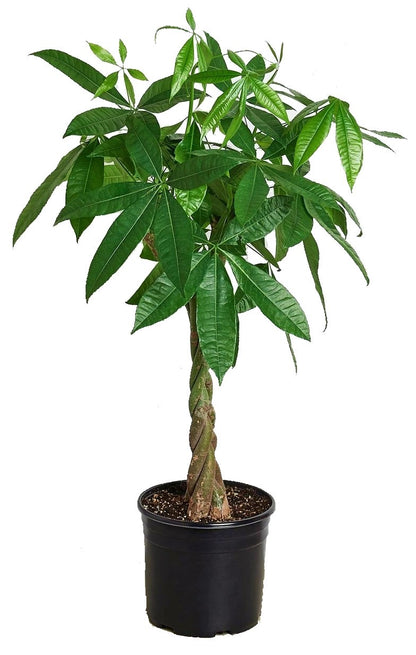 Pachira Aquatica, Money Tree (Twisted Trunk) - www.Greenie.ae Buy online Best and Healthy Plants and quality products guarantee in Dubai Plants Shop in Dubai Abu Dhabi all over UAE Plants near me Fresh Plants in Dubai where to buy plants in UAE - Greenie.ae