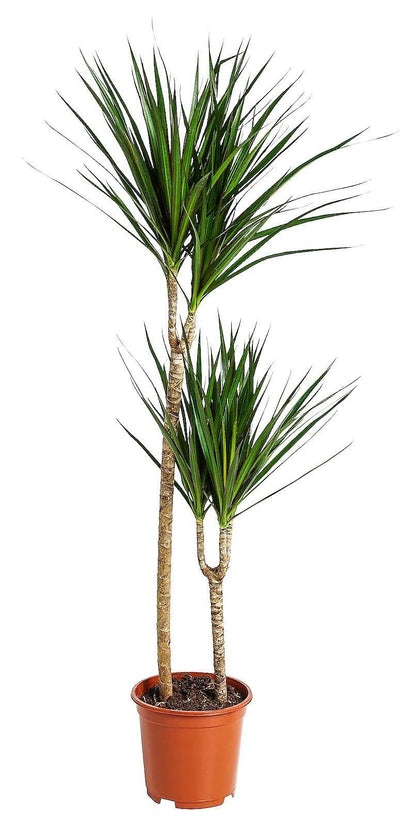 Dracaena Marginata - www.Greenie.ae Buy online Best and Healthy Plants and quality products guarantee in Dubai Plants Shop in Dubai Abu Dhabi all over UAE Plants near me Fresh Plants in Dubai where to buy plants in UAE - Greenie.ae