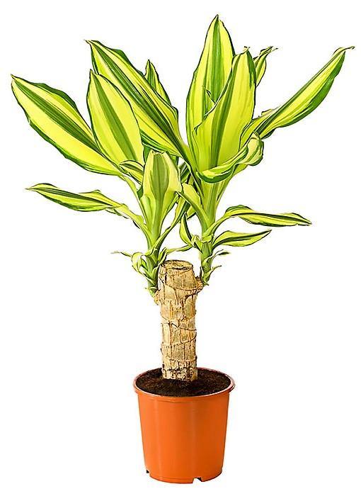 Dracaena Fragrans, Yellow Coast - www.Greenie.ae Buy online Best and Healthy Plants and quality products guarantee in Dubai Plants Shop in Dubai Abu Dhabi all over UAE Plants near me Fresh Plants in Dubai where to buy plants in UAE - Greenie.ae