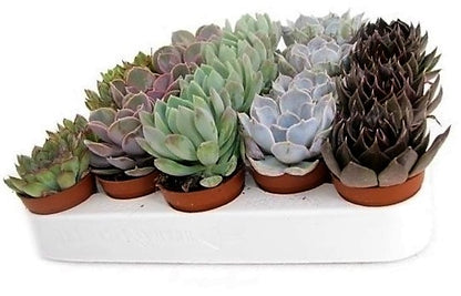 Mini succulents "Per Piece" - www.Greenie.ae Buy online Best and Healthy Plants and quality products guarantee in Dubai Plants Shop in Dubai Abu Dhabi all over UAE Plants near me Fresh Plants in Dubai where to buy plants in UAE - Greenie.ae