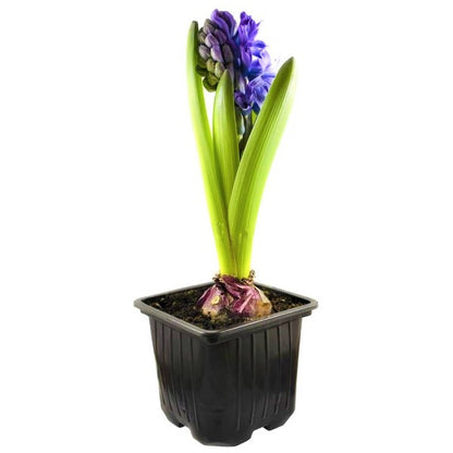 Hyacinth Bulb Fragrance - www.Greenie.ae Buy online Best and Healthy Plants and quality products guarantee in Dubai Plants Shop in Dubai Abu Dhabi all over UAE Plants near me Fresh Plants in Dubai where to buy plants in UAE - Greenie.ae