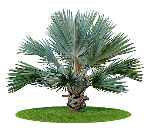 Mexican Blue Palm, Brahea Armata - www.Greenie.ae Buy online Best and Healthy Plants and quality products guarantee in Dubai Plants Shop in Dubai Abu Dhabi all over UAE Plants near me Fresh Plants in Dubai where to buy plants in UAE - Greenie.ae