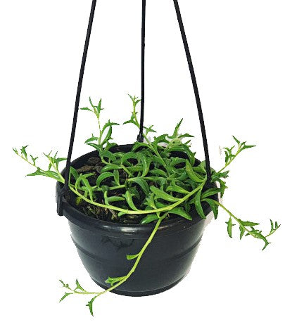 String of Dolphins , Senecio Peregrinus - www.Greenie.ae Buy online Best and Healthy Plants and quality products guarantee in Dubai Plants Shop in Dubai Abu Dhabi all over UAE Plants near me Fresh Plants in Dubai where to buy plants in UAE - Greenie.ae