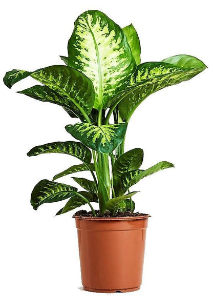 Dieffenbachia Seguine, Tropic Snow - www.Greenie.ae Buy online Best and Healthy Plants and quality products guarantee in Dubai Plants Shop in Dubai Abu Dhabi all over UAE Plants near me Fresh Plants in Dubai where to buy plants in UAE - Greenie.ae