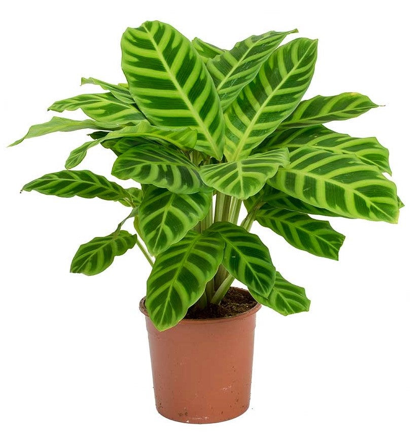 Zebra Plant, Calathea Zebrina - www.Greenie.ae Buy online Best and Healthy Plants and quality products guarantee in Dubai Plants Shop in Dubai Abu Dhabi all over UAE Plants near me Fresh Plants in Dubai where to buy plants in UAE - Greenie.ae