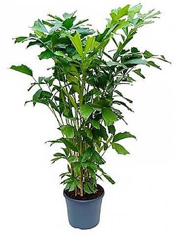 Fishtail Palm, Caryota Mitis - www.Greenie.ae Buy online Best and Healthy Plants and quality products guarantee in Dubai Plants Shop in Dubai Abu Dhabi all over UAE Plants near me Fresh Plants in Dubai where to buy plants in UAE - Greenie.ae