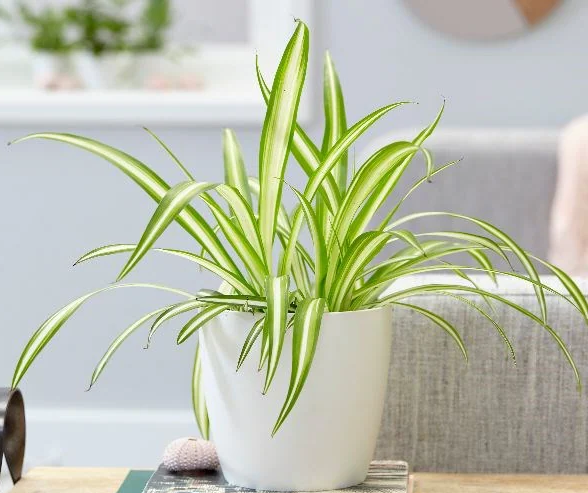 Variegated Spider Plant (Chlorophytum comosum ‘Variegatum’) - www.Greenie.ae Buy online Best and Healthy Plants and quality products guarantee in Dubai Plants Shop in Dubai Abu Dhabi all over UAE Plants near me Fresh Plants in Dubai where to buy plants in UAE - Greenie.ae