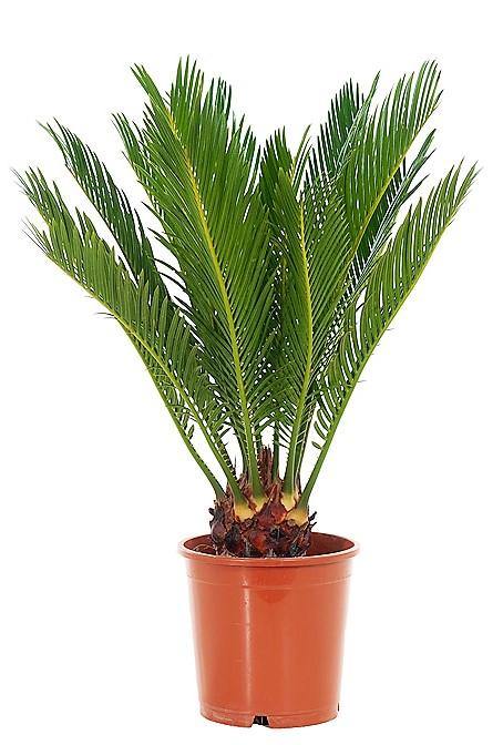 Cycas Revoluta, Sago Palm , Palm Fern, indoor - www.Greenie.ae Buy online Best and Healthy Plants and quality products guarantee in Dubai Plants Shop in Dubai Abu Dhabi all over UAE Plants near me Fresh Plants in Dubai where to buy plants in UAE - Greenie.ae