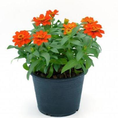 Zinnia Flowers, Zinnia (small) - www.Greenie.ae Buy online Best and Healthy Plants and quality products guarantee in Dubai Plants Shop in Dubai Abu Dhabi all over UAE Plants near me Fresh Plants in Dubai where to buy plants in UAE - Greenie.ae