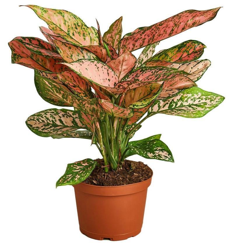 Aglonema sp, Lady Valentine - www.Greenie.ae Buy online Best and Healthy Plants and quality products guarantee in Dubai Plants Shop in Dubai Abu Dhabi all over UAE Plants near me Fresh Plants in Dubai where to buy plants in UAE - Greenie.ae