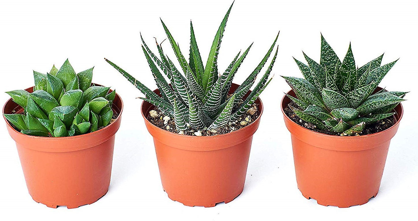 Mini succulents Haworthia - www.Greenie.ae Buy online Best and Healthy Plants and quality products guarantee in Dubai Plants Shop in Dubai Abu Dhabi all over UAE Plants near me Fresh Plants in Dubai where to buy plants in UAE - Greenie.ae