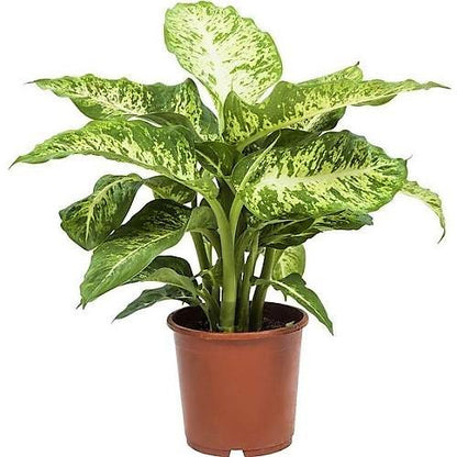 Dieffenbachia Seguine, Maroba, Mars - www.Greenie.ae Buy online Best and Healthy Plants and quality products guarantee in Dubai Plants Shop in Dubai Abu Dhabi all over UAE Plants near me Fresh Plants in Dubai where to buy plants in UAE - Greenie.ae