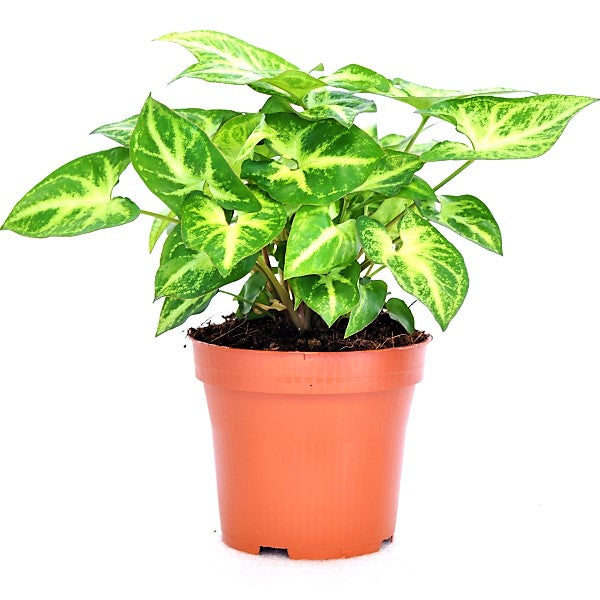 Syngonium Philodendron Arrowhead - www.Greenie.ae Buy online Best and Healthy Plants and quality products guarantee in Dubai Plants Shop in Dubai Abu Dhabi all over UAE Plants near me Fresh Plants in Dubai where to buy plants in UAE - Greenie.ae