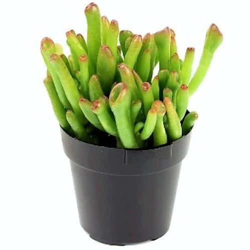 Crassula Ovata, Hobbit - www.Greenie.ae Buy online Best and Healthy Plants and quality products guarantee in Dubai Plants Shop in Dubai Abu Dhabi all over UAE Plants near me Fresh Plants in Dubai where to buy plants in UAE - Greenie.ae