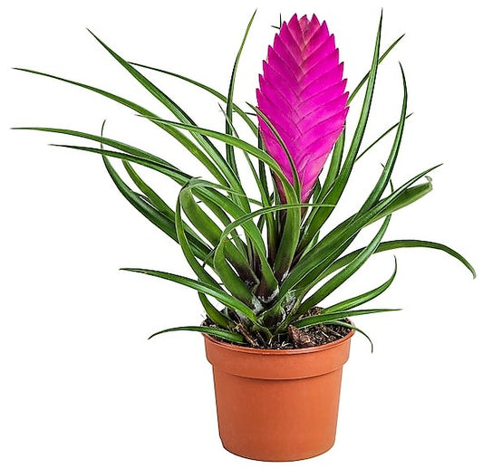 Pink Quill Tillandsia Cyanea - www.Greenie.ae Buy online Best and Healthy Plants and quality products guarantee in Dubai Plants Shop in Dubai Abu Dhabi all over UAE Plants near me Fresh Plants in Dubai where to buy plants in UAE - Greenie.ae