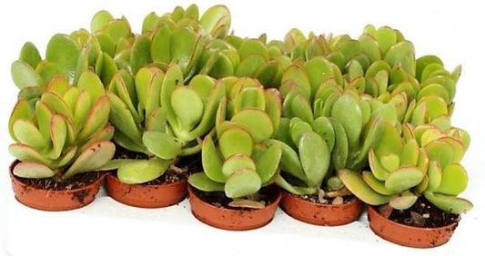 Crassula ovata Mini, Dollar Plant, Jade Plant - www.Greenie.ae Buy online Best and Healthy Plants and quality products guarantee in Dubai Plants Shop in Dubai Abu Dhabi all over UAE Plants near me Fresh Plants in Dubai where to buy plants in UAE - Greenie.ae