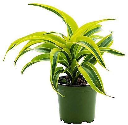 Dracaena Lemon Lime Mini - www.Greenie.ae Buy online Best and Healthy Plants and quality products guarantee in Dubai Plants Shop in Dubai Abu Dhabi all over UAE Plants near me Fresh Plants in Dubai where to buy plants in UAE - Greenie.ae