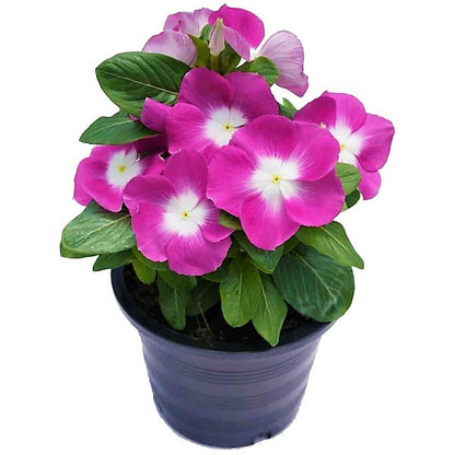 Vinca Flowers (small) - www.Greenie.ae Buy online Best and Healthy Plants and quality products guarantee in Dubai Plants Shop in Dubai Abu Dhabi all over UAE Plants near me Fresh Plants in Dubai where to buy plants in UAE - Greenie.ae