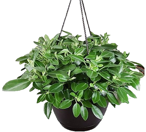 Green Leaf Peperomia , Peperomia Angulate - www.Greenie.ae Buy online Best and Healthy Plants and quality products guarantee in Dubai Plants Shop in Dubai Abu Dhabi all over UAE Plants near me Fresh Plants in Dubai where to buy plants in UAE - Greenie.ae