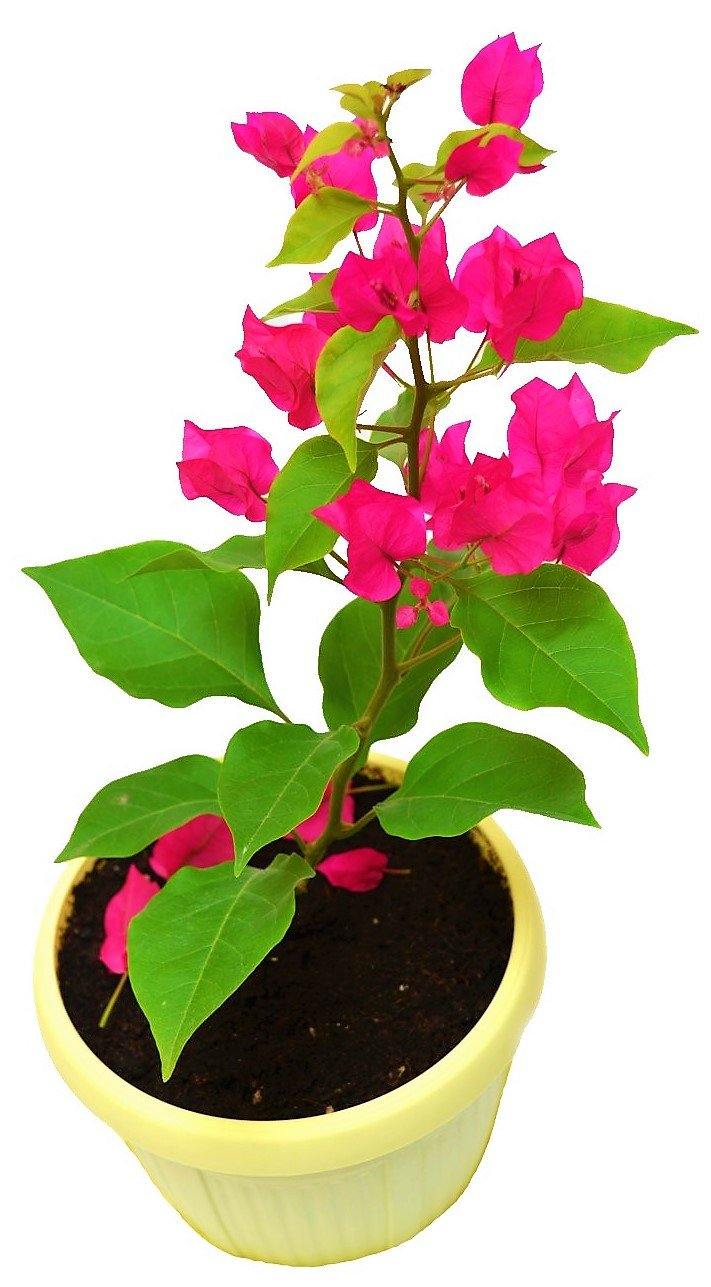 Bougainvillea Pink Pixie - www.Greenie.ae Buy online Best and Healthy Plants and quality products guarantee in Dubai Plants Shop in Dubai Abu Dhabi all over UAE Plants near me Fresh Plants in Dubai where to buy plants in UAE - Greenie.ae