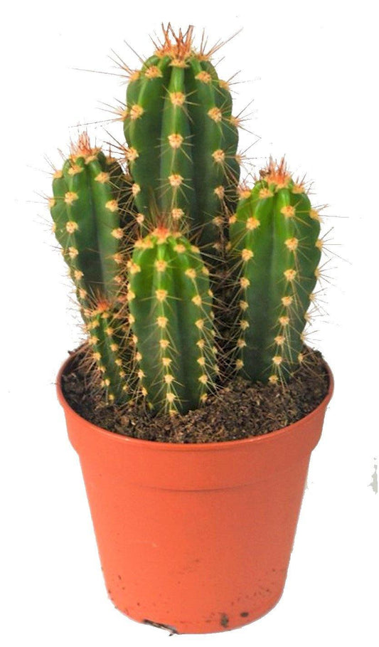 Echino Cactus - www.Greenie.ae Buy online Best and Healthy Plants and quality products guarantee in Dubai Plants Shop in Dubai Abu Dhabi all over UAE Plants near me Fresh Plants in Dubai where to buy plants in UAE - Greenie.ae