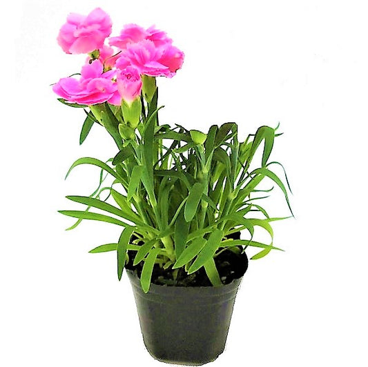 Dianthus Caryophyllus, Carnation (small) - www.Greenie.ae Buy online Best and Healthy Plants and quality products guarantee in Dubai Plants Shop in Dubai Abu Dhabi all over UAE Plants near me Fresh Plants in Dubai where to buy plants in UAE - Greenie.ae