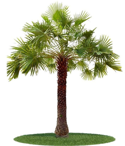 Wax Palm, Copernicia Prunifera - www.Greenie.ae Buy online Best and Healthy Plants and quality products guarantee in Dubai Plants Shop in Dubai Abu Dhabi all over UAE Plants near me Fresh Plants in Dubai where to buy plants in UAE - Greenie.ae