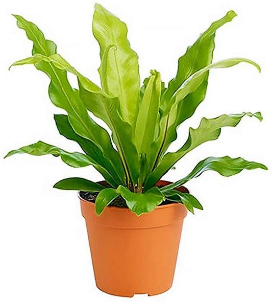 Bird’s Nest Fern, Asplenium Nidus - www.Greenie.ae Buy online Best and Healthy Plants and quality products guarantee in Dubai Plants Shop in Dubai Abu Dhabi all over UAE Plants near me Fresh Plants in Dubai where to buy plants in UAE - Greenie.ae