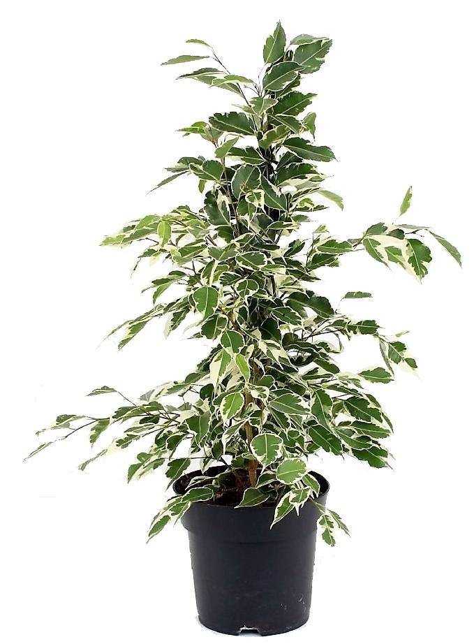 Ficus Benjamina, Twilight - www.Greenie.ae Buy online Best and Healthy Plants and quality products guarantee in Dubai Plants Shop in Dubai Abu Dhabi all over UAE Plants near me Fresh Plants in Dubai where to buy plants in UAE - Greenie.ae