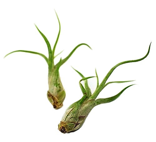 Tillandsia Caput-Medusae - www.Greenie.ae Buy online Best and Healthy Plants and quality products guarantee in Dubai Plants Shop in Dubai Abu Dhabi all over UAE Plants near me Fresh Plants in Dubai where to buy plants in UAE - Greenie.ae