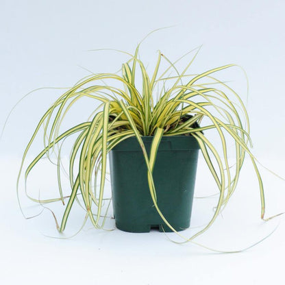 Carex Hachjioensis, EverGold - www.Greenie.ae Buy online Best and Healthy Plants and quality products guarantee in Dubai Plants Shop in Dubai Abu Dhabi all over UAE Plants near me Fresh Plants in Dubai where to buy plants in UAE - Greenie.ae