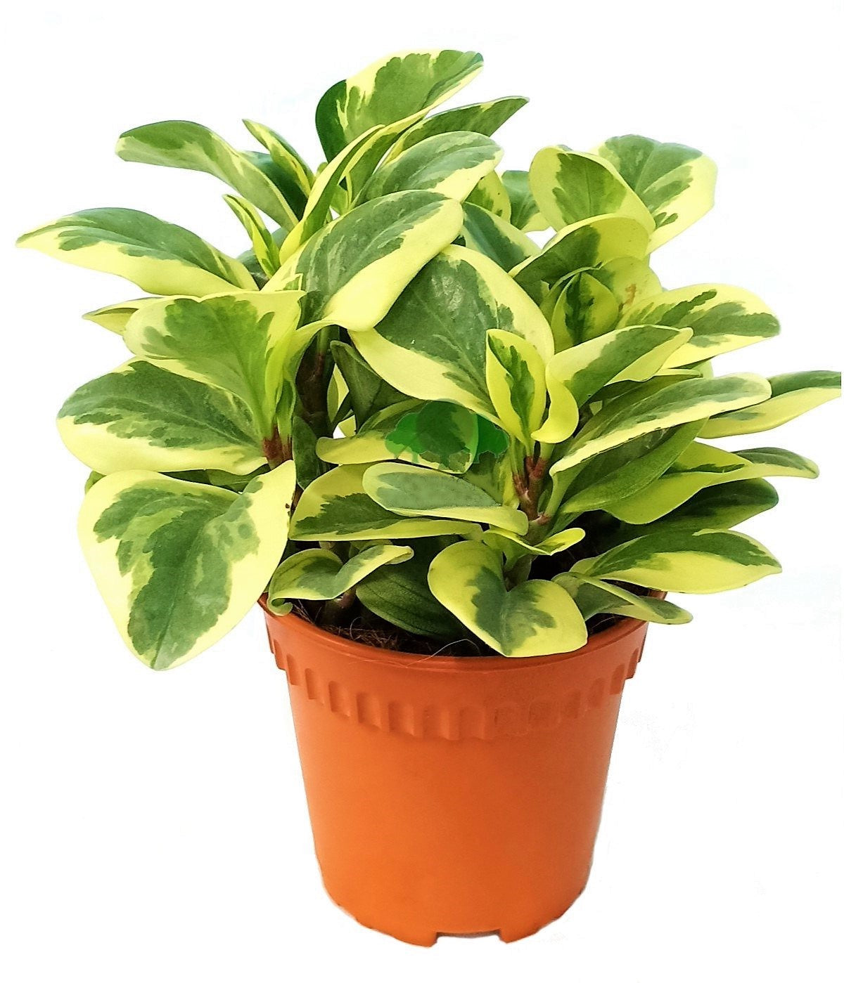 Peperomia marble, Variegated Peperomia - www.Greenie.ae Buy online Best and Healthy Plants and quality products guarantee in Dubai Plants Shop in Dubai Abu Dhabi all over UAE Plants near me Fresh Plants in Dubai where to buy plants in UAE - Greenie.ae