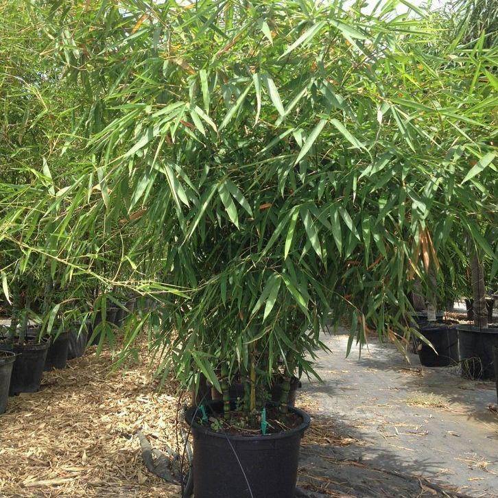 Bambusa vulgaris, Common Bamboo - www.Greenie.ae Buy online Best and Healthy Plants and quality products guarantee in Dubai Plants Shop in Dubai Abu Dhabi all over UAE Plants near me Fresh Plants in Dubai where to buy plants in UAE - Greenie.ae