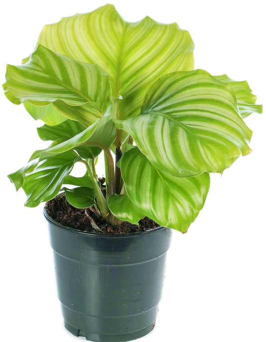 Calathea Orbifolia - www.Greenie.ae Buy online Best and Healthy Plants and quality products guarantee in Dubai Plants Shop in Dubai Abu Dhabi all over UAE Plants near me Fresh Plants in Dubai where to buy plants in UAE - Greenie.ae