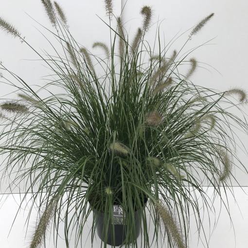 Pennisetum alopecuroides, Chinese fountain grass - www.Greenie.ae Buy online Best and Healthy Plants and quality products guarantee in Dubai Plants Shop in Dubai Abu Dhabi all over UAE Plants near me Fresh Plants in Dubai where to buy plants in UAE - Greenie.ae