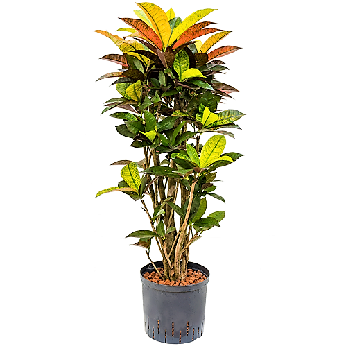 Codiaeum Iceton, Codiaeum Variegatum, Croton - www.Greenie.ae Buy online Best and Healthy Plants and quality products guarantee in Dubai Plants Shop in Dubai Abu Dhabi all over UAE Plants near me Fresh Plants in Dubai where to buy plants in UAE - Greenie.ae