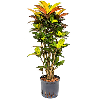 Codiaeum Iceton, Codiaeum Variegatum, Croton - www.Greenie.ae Buy online Best and Healthy Plants and quality products guarantee in Dubai Plants Shop in Dubai Abu Dhabi all over UAE Plants near me Fresh Plants in Dubai where to buy plants in UAE - Greenie.ae