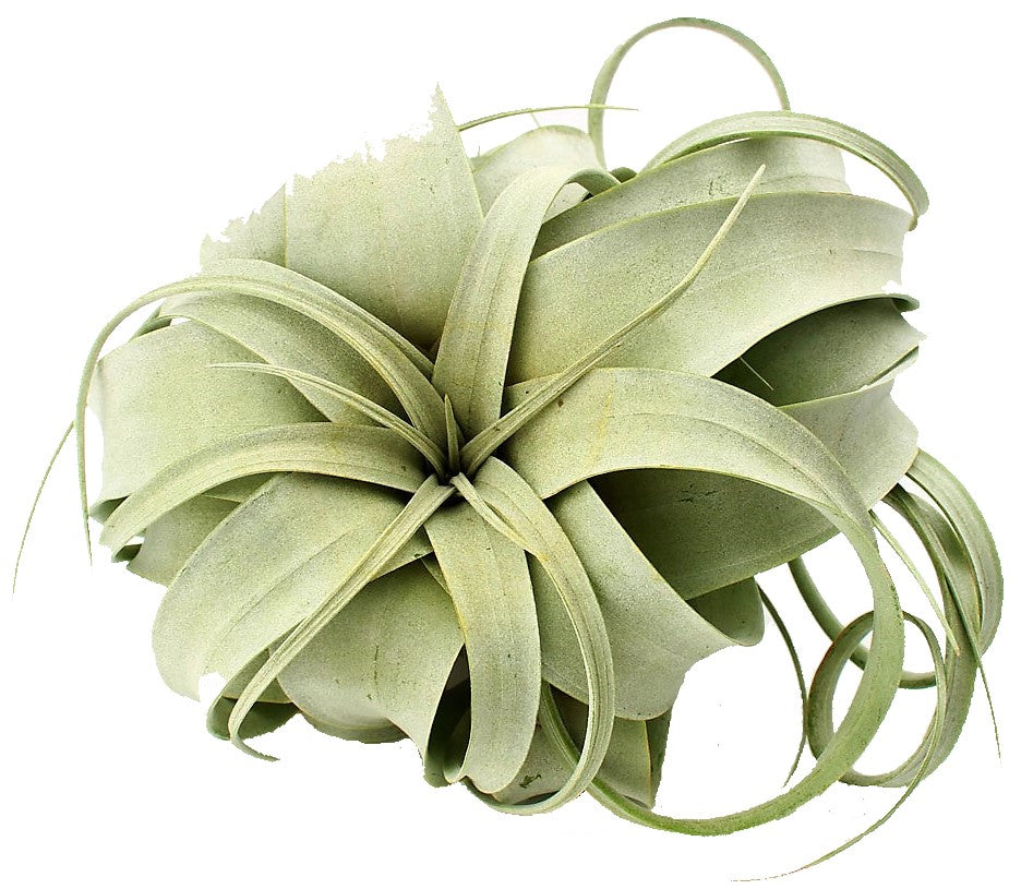 Tillandsia Xerographica - www.Greenie.ae Buy online Best and Healthy Plants and quality products guarantee in Dubai Plants Shop in Dubai Abu Dhabi all over UAE Plants near me Fresh Plants in Dubai where to buy plants in UAE - Greenie.ae