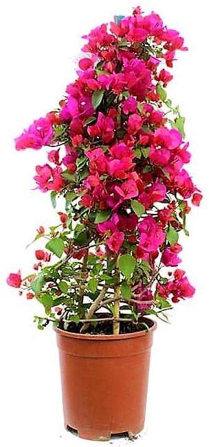 Bougainvillea Rainbow GOLD - www.Greenie.ae Buy online Best and Healthy Plants and quality products guarantee in Dubai Plants Shop in Dubai Abu Dhabi all over UAE Plants near me Fresh Plants in Dubai where to buy plants in UAE - Greenie.ae