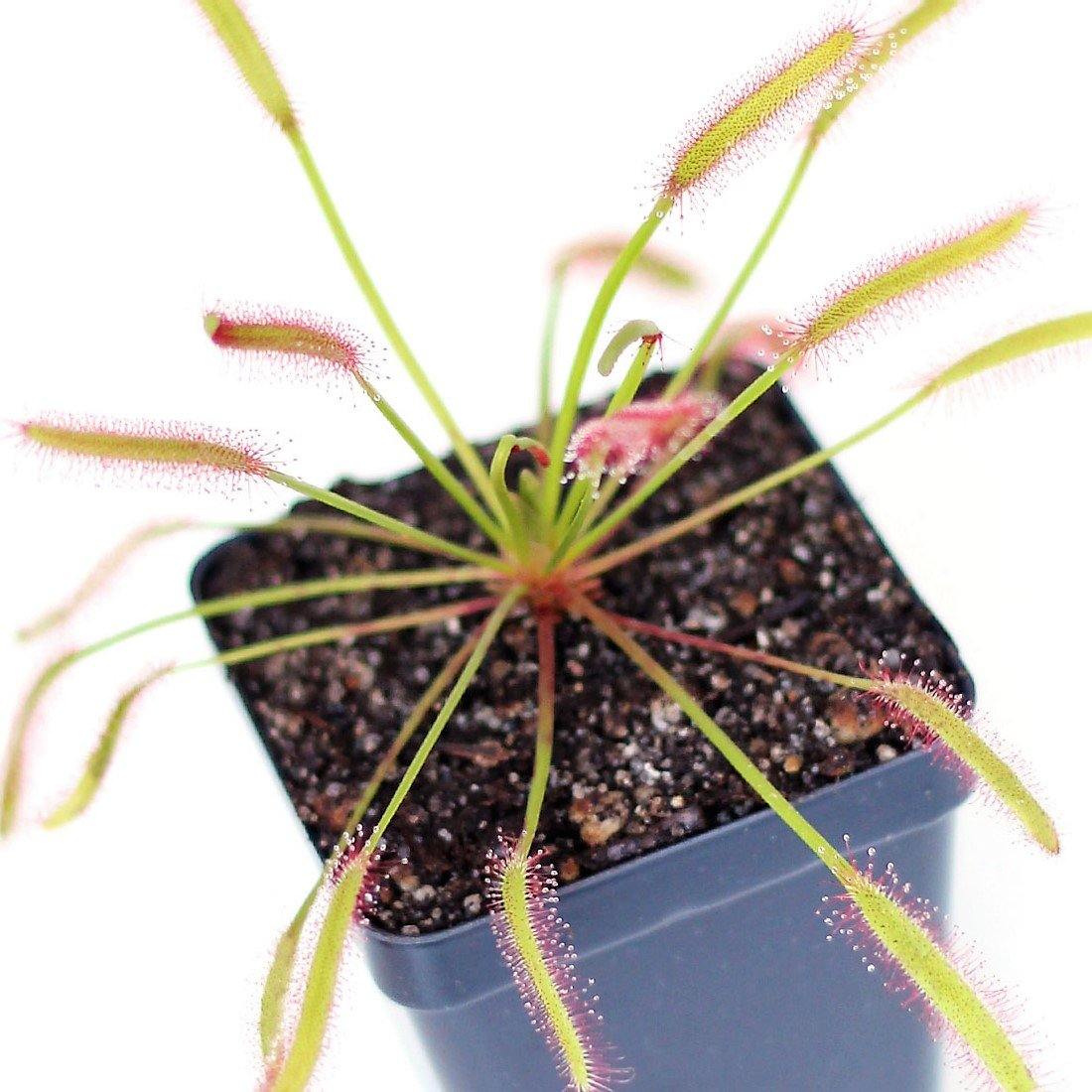 Drosera capensis or Cape Sundew - www.Greenie.ae Buy online Best and Healthy Plants and quality products guarantee in Dubai Plants Shop in Dubai Abu Dhabi all over UAE Plants near me Fresh Plants in Dubai where to buy plants in UAE - Greenie.ae