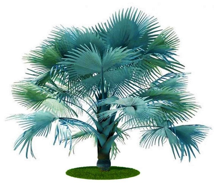 Bismark Palm, Bismarckia Nobilis - www.Greenie.ae Buy online Best and Healthy Plants and quality products guarantee in Dubai Plants Shop in Dubai Abu Dhabi all over UAE Plants near me Fresh Plants in Dubai where to buy plants in UAE - Greenie.ae