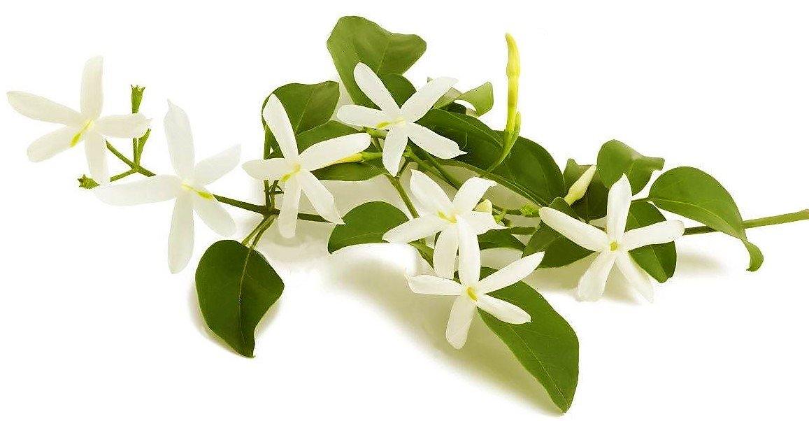 Jasminum Grandiflora, Grandiflorum, Jasmine Climber - www.Greenie.ae Buy online Best and Healthy Plants and quality products guarantee in Dubai Plants Shop in Dubai Abu Dhabi all over UAE Plants near me Fresh Plants in Dubai where to buy plants in UAE - Greenie.ae