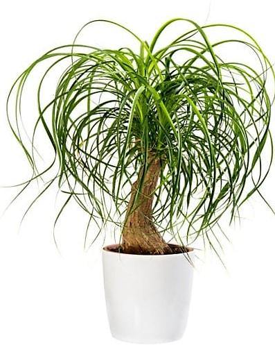 Elephant’s Foot, Beaucarnea Recurvata, Ponytail Palm - www.Greenie.ae Buy online Best and Healthy Plants and quality products guarantee in Dubai Plants Shop in Dubai Abu Dhabi all over UAE Plants near me Fresh Plants in Dubai where to buy plants in UAE - Greenie.ae