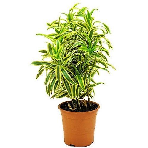 Dracaena Reflexa, Song of India, Pleomele - www.Greenie.ae Buy online Best and Healthy Plants and quality products guarantee in Dubai Plants Shop in Dubai Abu Dhabi all over UAE Plants near me Fresh Plants in Dubai where to buy plants in UAE - Greenie.ae