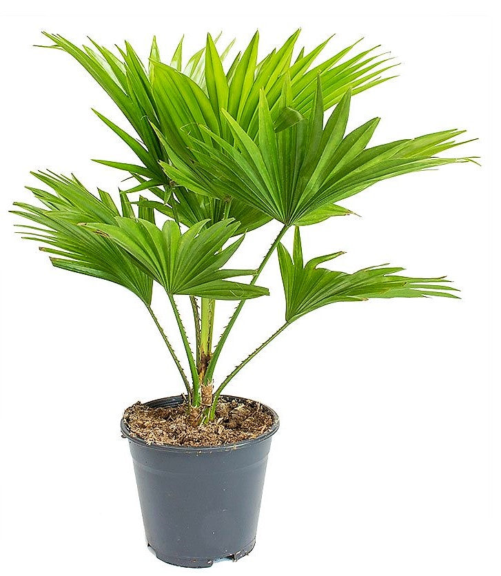 Livistona Palm, Footstool Palm, Table Palm, Fan Palm - www.Greenie.ae Buy online Best and Healthy Plants and quality products guarantee in Dubai Plants Shop in Dubai Abu Dhabi all over UAE Plants near me Fresh Plants in Dubai where to buy plants in UAE - Greenie.ae