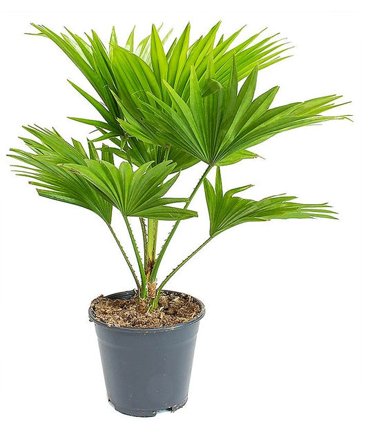 Livistona Palm, Footstool Palm, Table Palm, Fan Palm - www.Greenie.ae Buy online Best and Healthy Plants and quality products guarantee in Dubai Plants Shop in Dubai Abu Dhabi all over UAE Plants near me Fresh Plants in Dubai where to buy plants in UAE - Greenie.ae