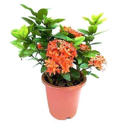 Ixora chinensis, Red, Pink - www.Greenie.ae Buy online Best and Healthy Plants and quality products guarantee in Dubai Plants Shop in Dubai Abu Dhabi all over UAE Plants near me Fresh Plants in Dubai where to buy plants in UAE - Greenie.ae