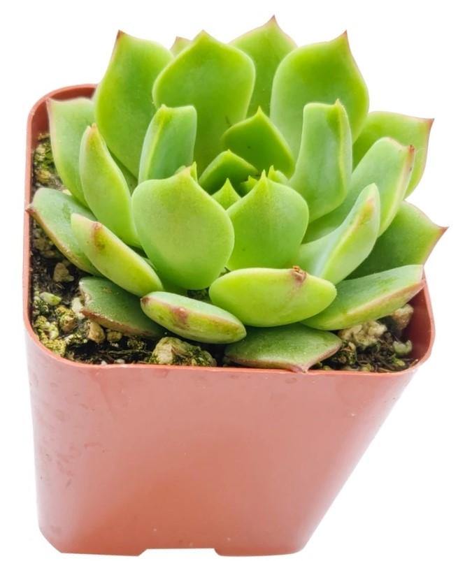 Echeveria succulent - www.Greenie.ae Buy online Best and Healthy Plants and quality products guarantee in Dubai Plants Shop in Dubai Abu Dhabi all over UAE Plants near me Fresh Plants in Dubai where to buy plants in UAE - Greenie.ae