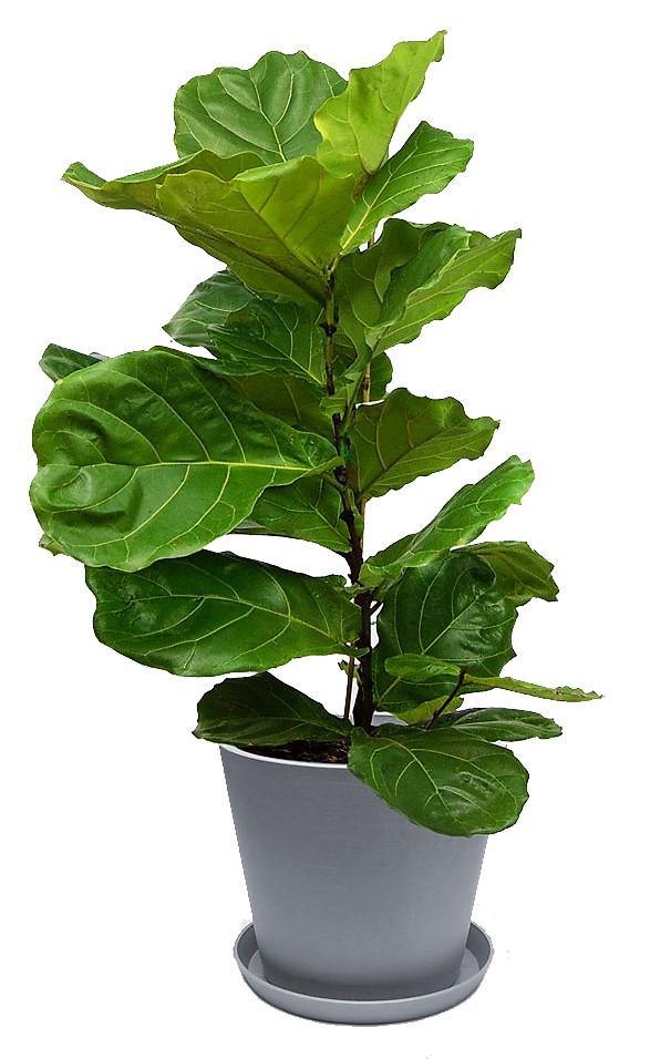 Ficus Lyrata, Fiddle Leaf Fig - www.Greenie.ae Buy online Best and Healthy Plants and quality products guarantee in Dubai Plants Shop in Dubai Abu Dhabi all over UAE Plants near me Fresh Plants in Dubai where to buy plants in UAE - Greenie.ae