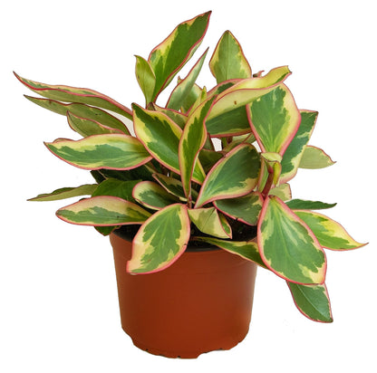 Peperomia Ginny or Tricolor Peperomia - www.Greenie.ae Buy online Best and Healthy Plants and quality products guarantee in Dubai Plants Shop in Dubai Abu Dhabi all over UAE Plants near me Fresh Plants in Dubai where to buy plants in UAE - Greenie.ae